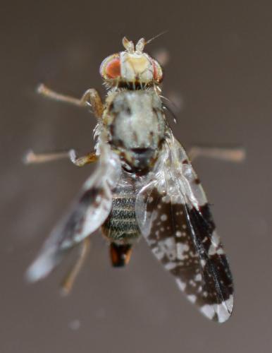 Réf. 268 819 : Tephritis formosa